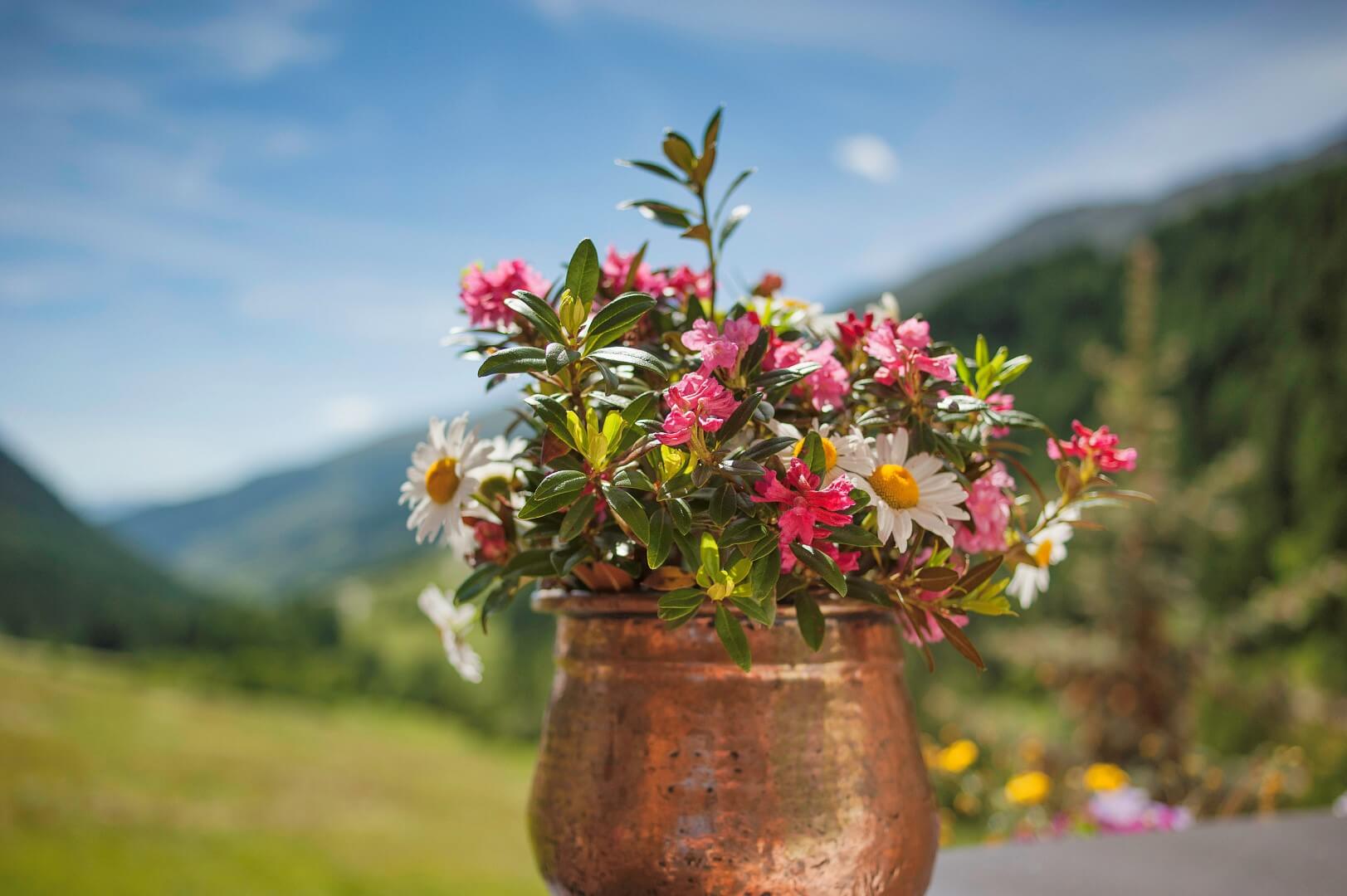 Blumen_DSC2793 Kopie