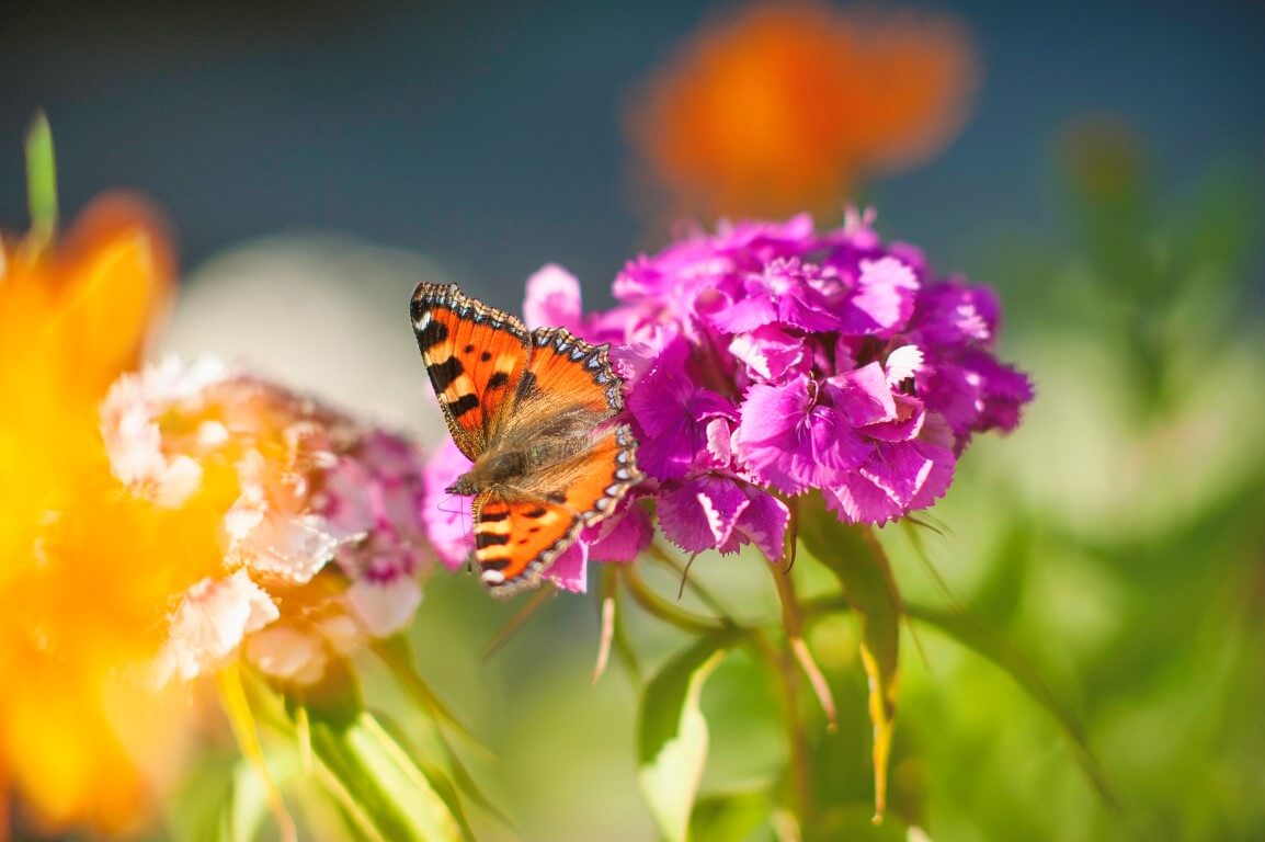 innerglieshof_blumen_DSC7242 Kopie