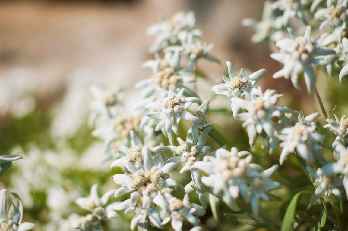 innerglieshof_blumen_DSC7513 Kopie