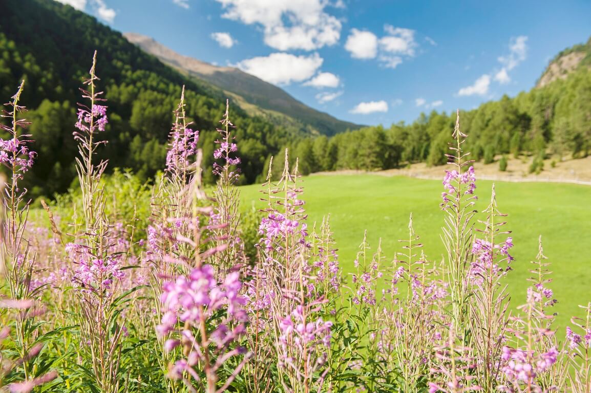 innerglieshof_wildblumen_DSC7108 Kopie